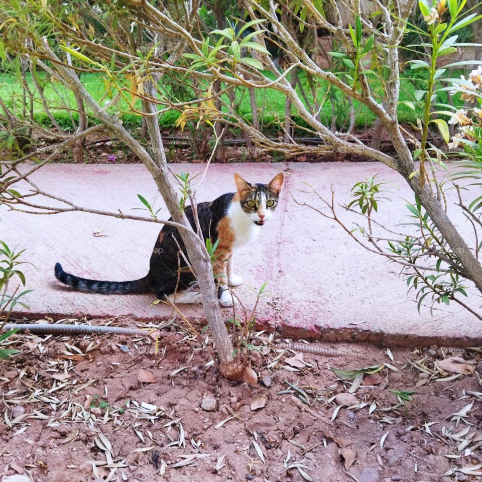 Beautiful cat looking at camera.