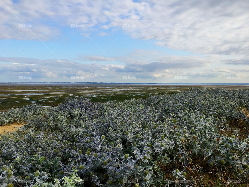 Low tide in Pitsea