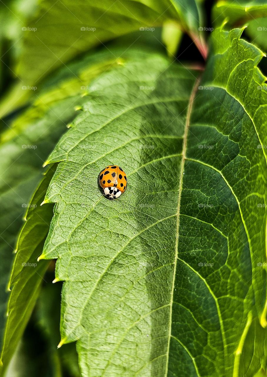 ladybug