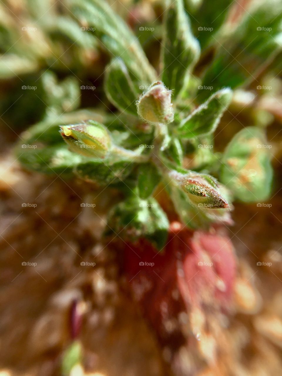 Flowers begin growing in the desert of the Kingdom of Saudi Arabia