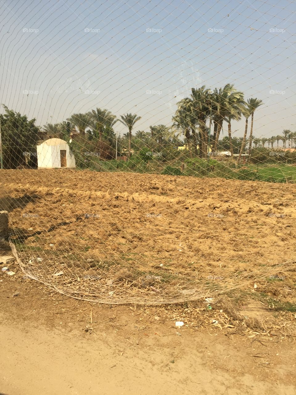Egyptian farmland 