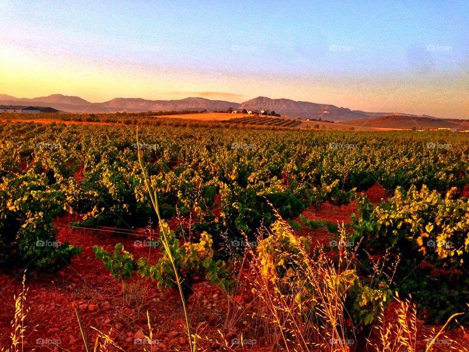 Mollina grape fields