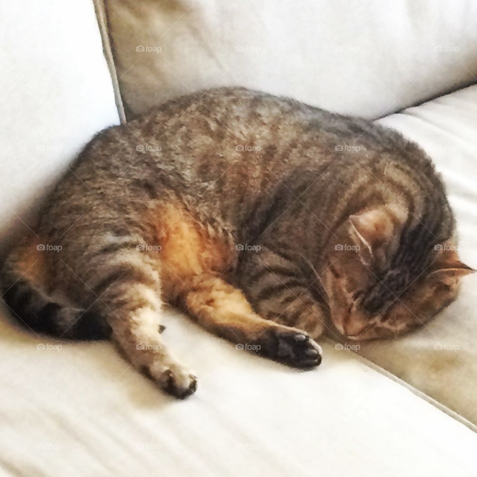 Lazy Days for the Lazy Cat