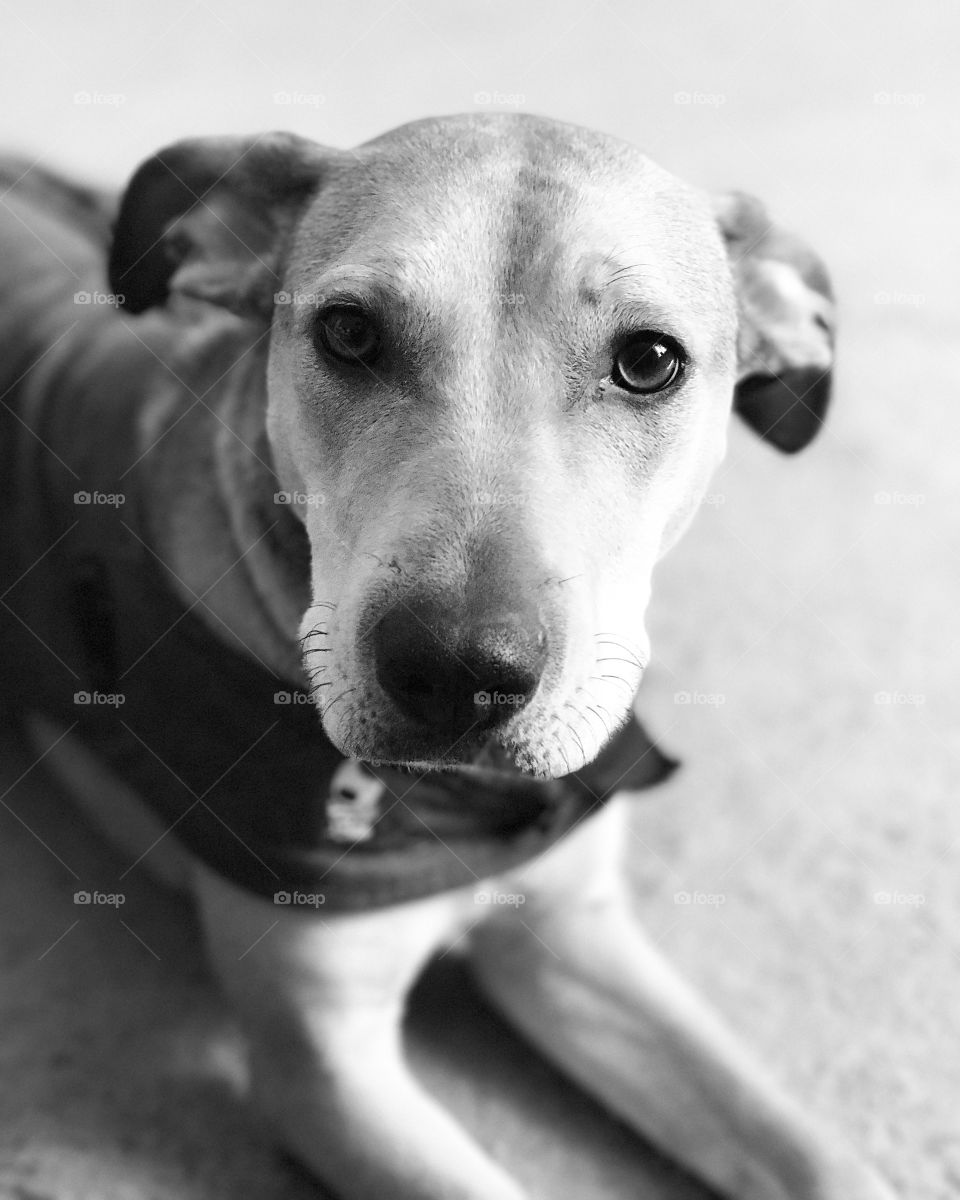 Black & White puppy photography 