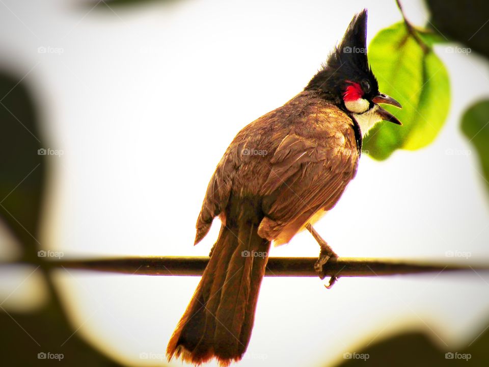 The red-whiskered bulbul  or Pycnonotus jocosus or bulbul bird or crested bulbul in India.