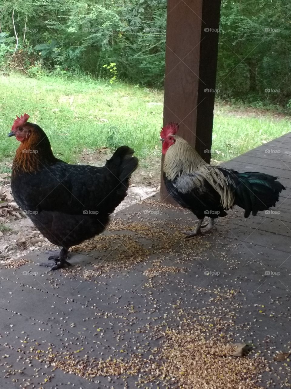 Chickens