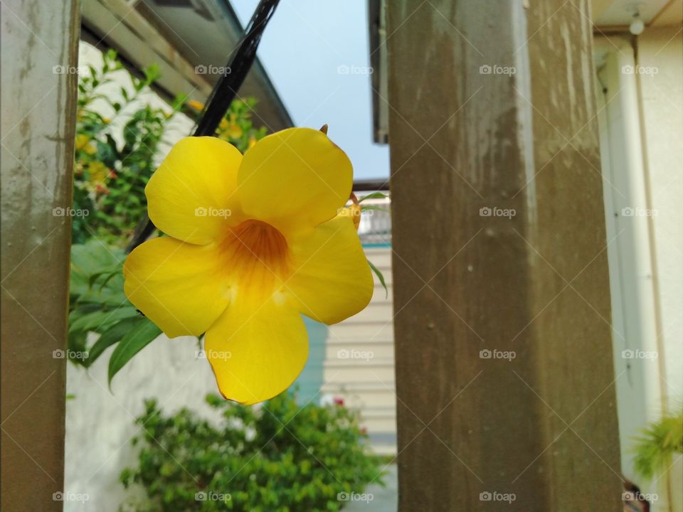 Perfect pic of a yellow flower framed by a metal fence.