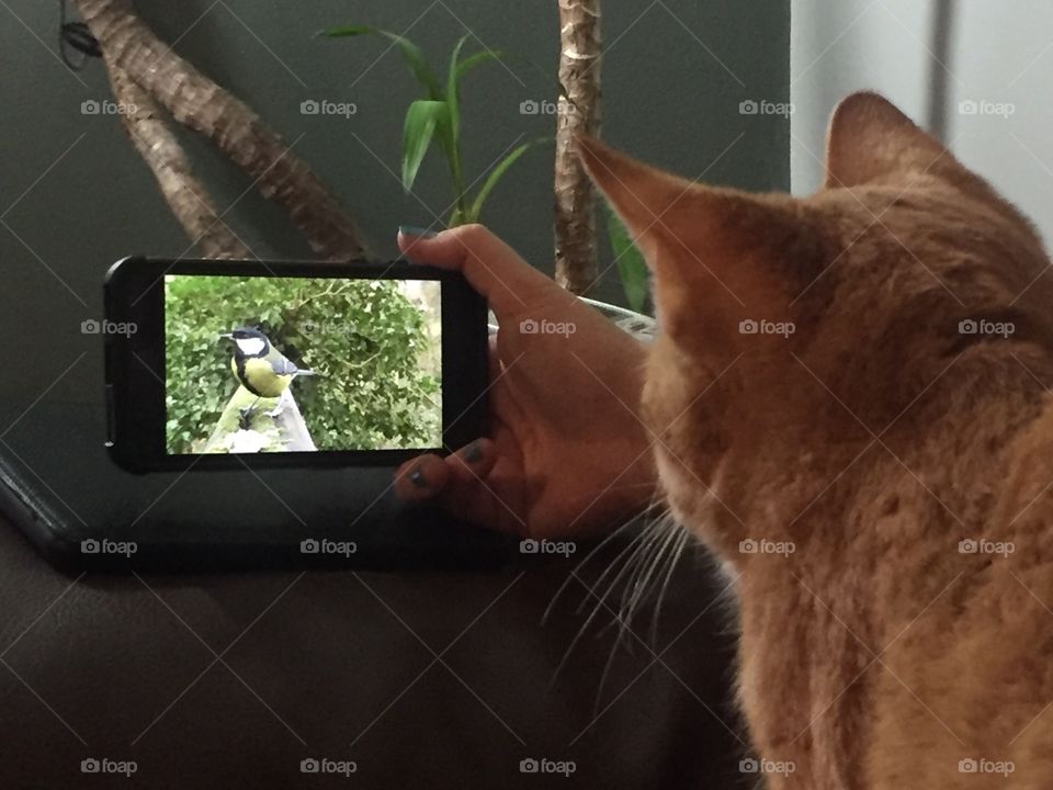 Cat watching bird videos