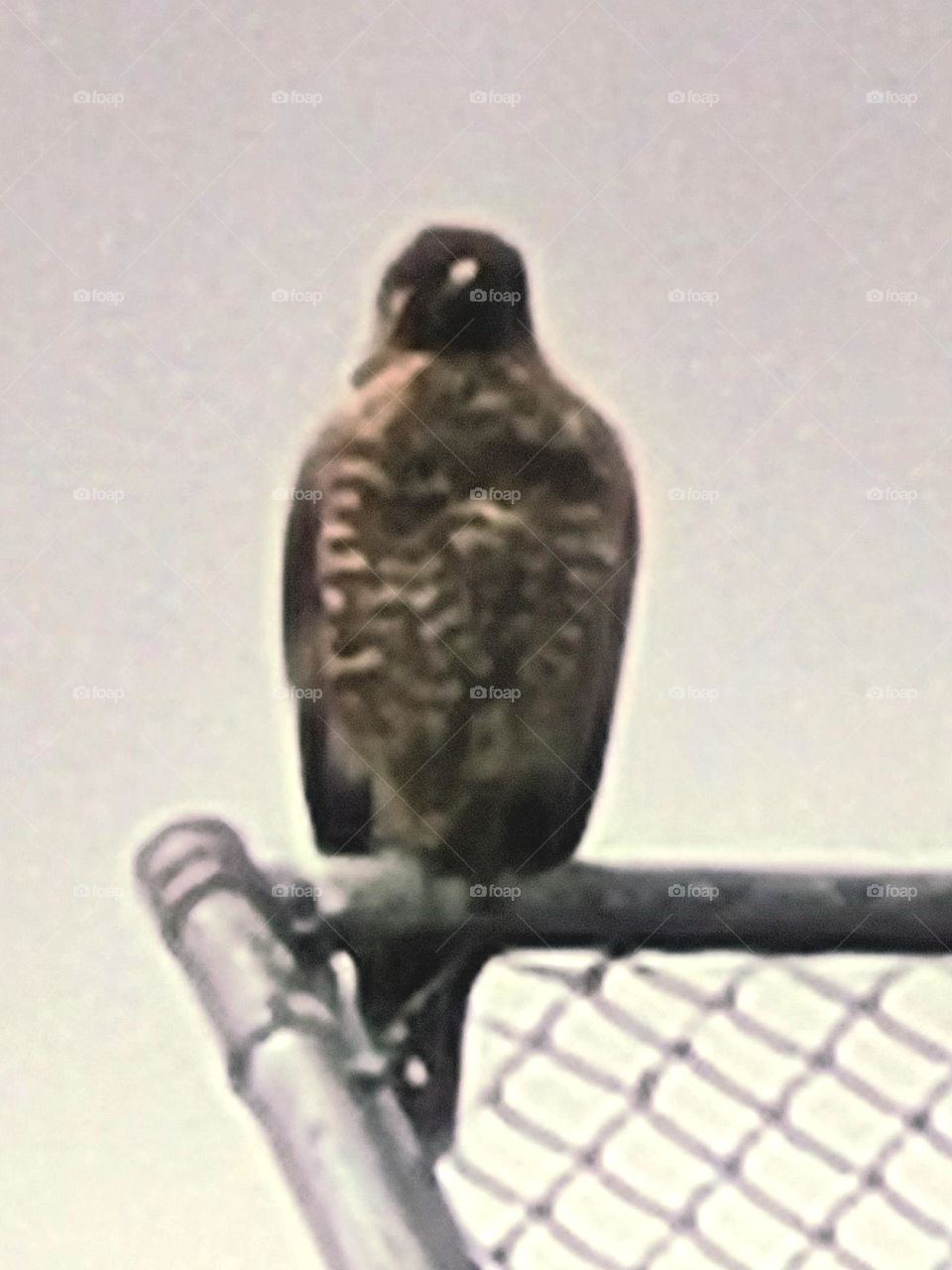 Hawk stocking its prey