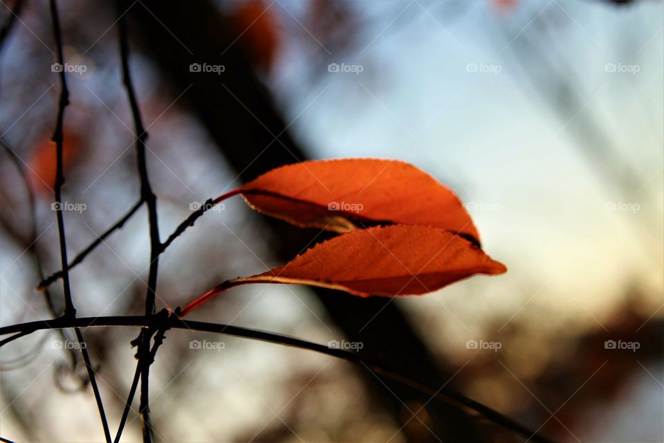 two fall leaves in the sun.