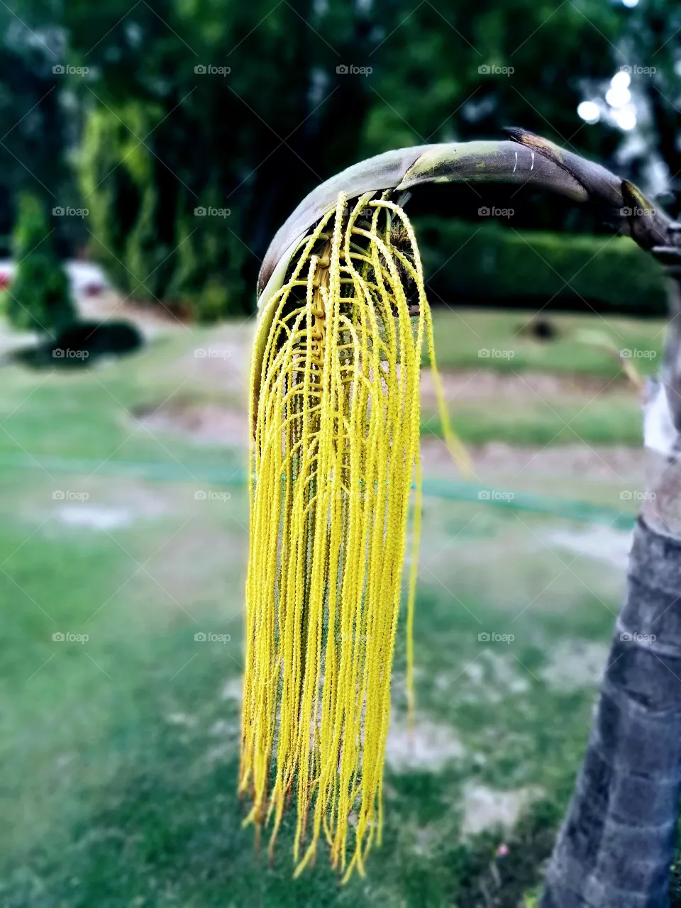 Palm Fruit