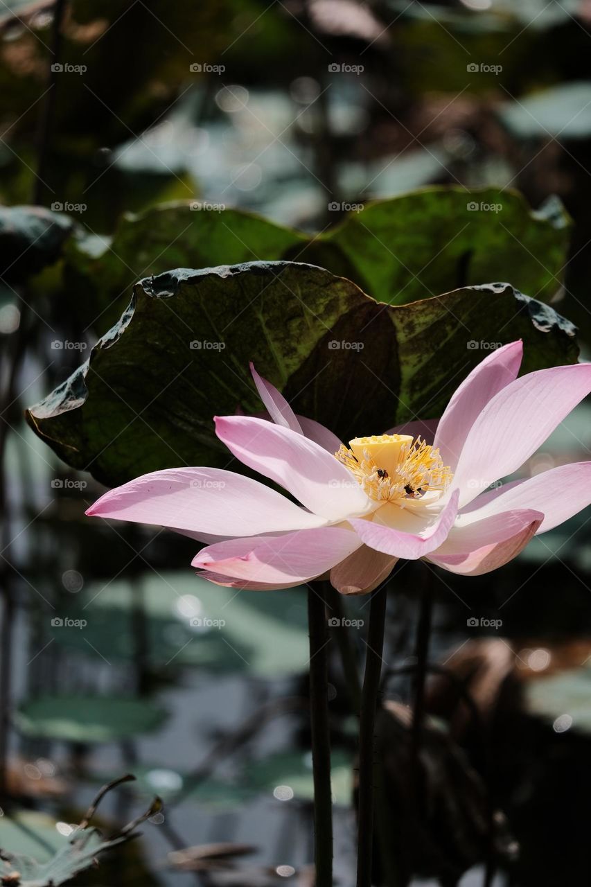 lotus flower blooming in summer pond with green leaves as background