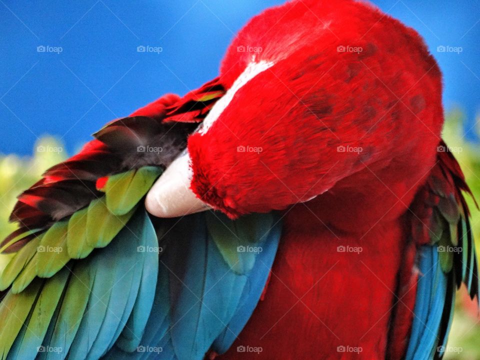 Parrot, Macaw, Bird, Feather, No Person