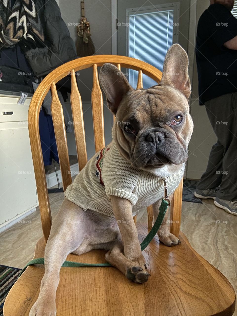 Blue fawn French bulldog puppy in training wearing a sweater. 
