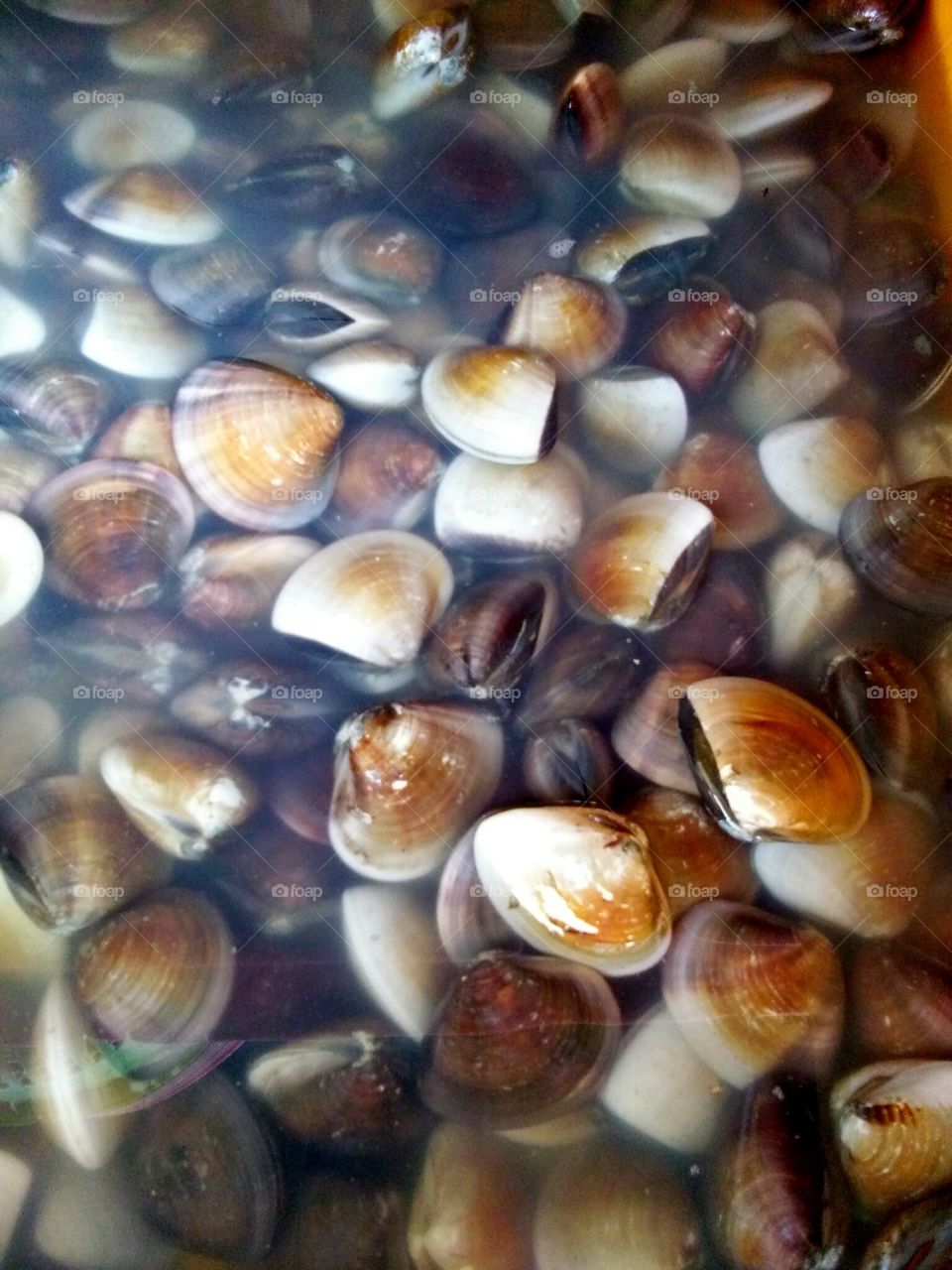malaysia fresh clams