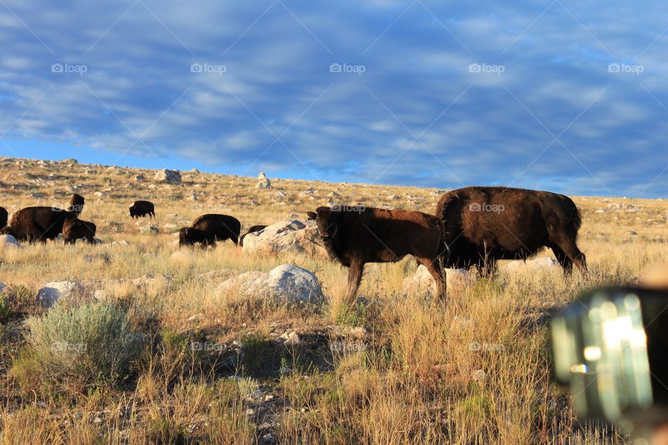 Buffalo. Buffalo as they migrate to the Great Salt Lake on Antelope Island.  My GoPro captures the action. 