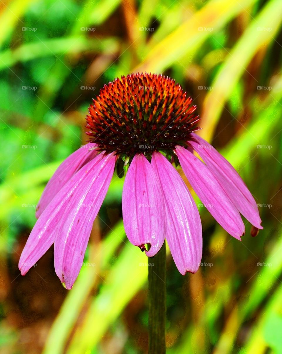 Close-up of a pink daisy