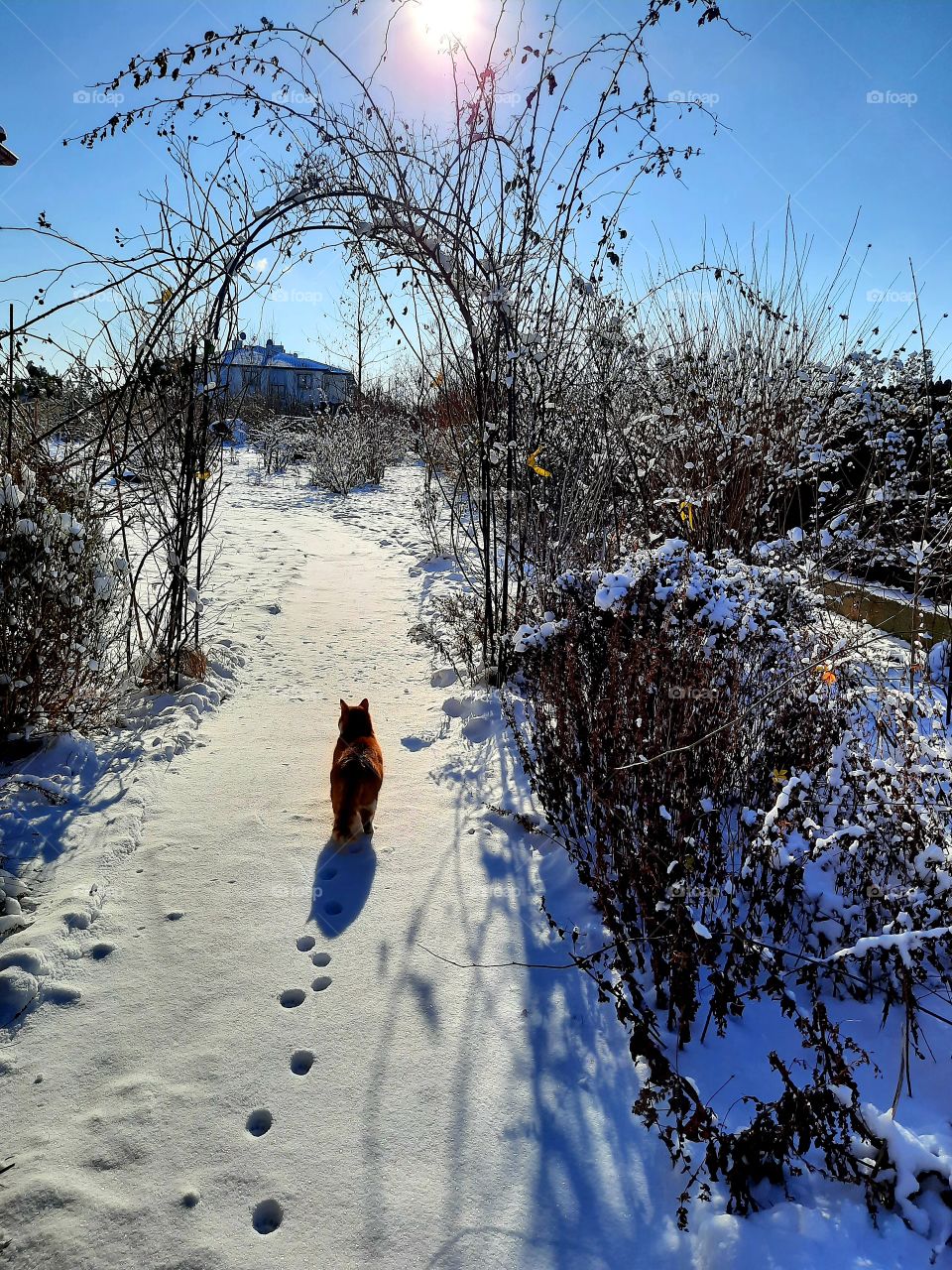 ginger cat standing in fresh snow in front of rose arch looking into sun