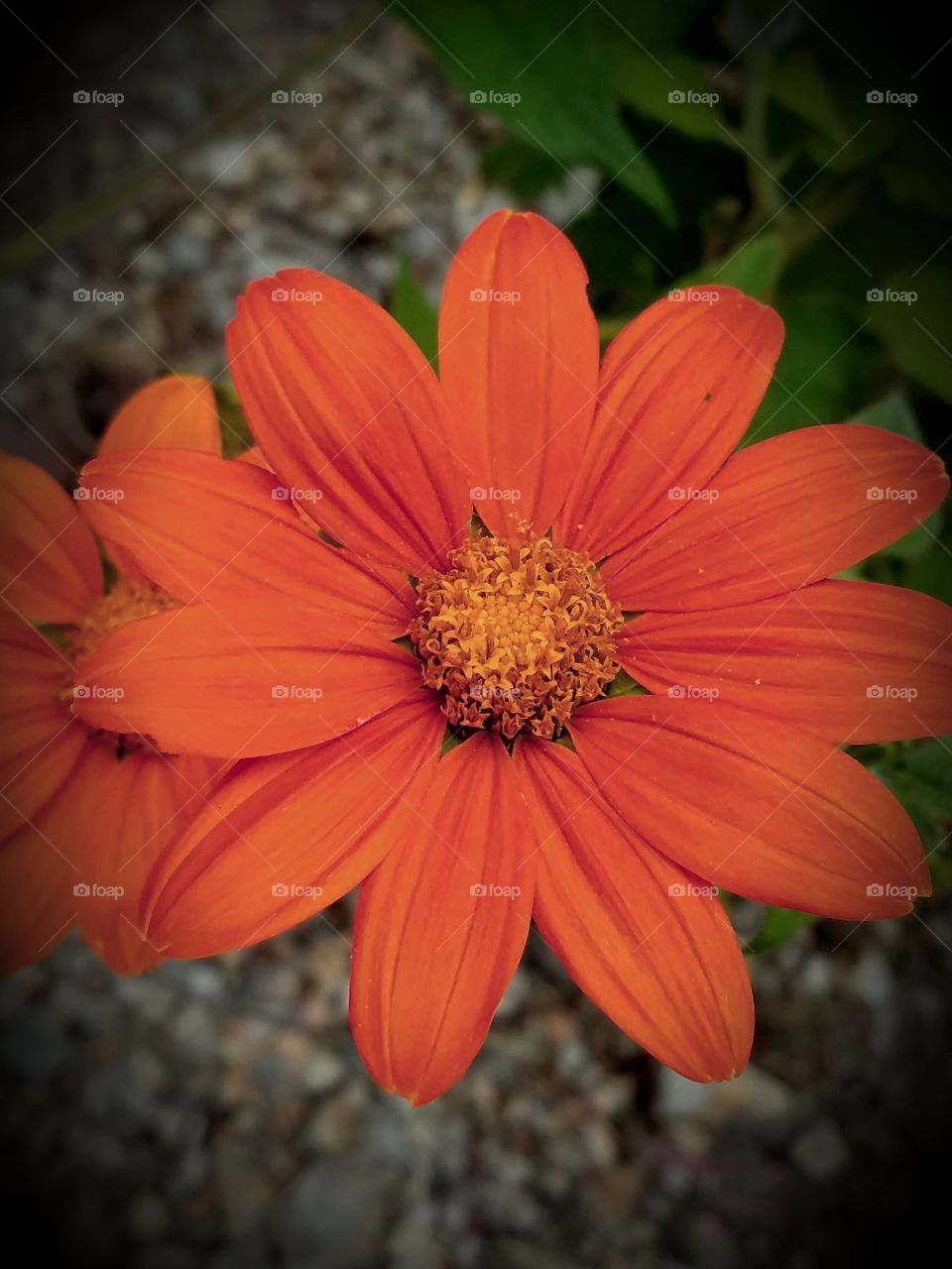 orange flower