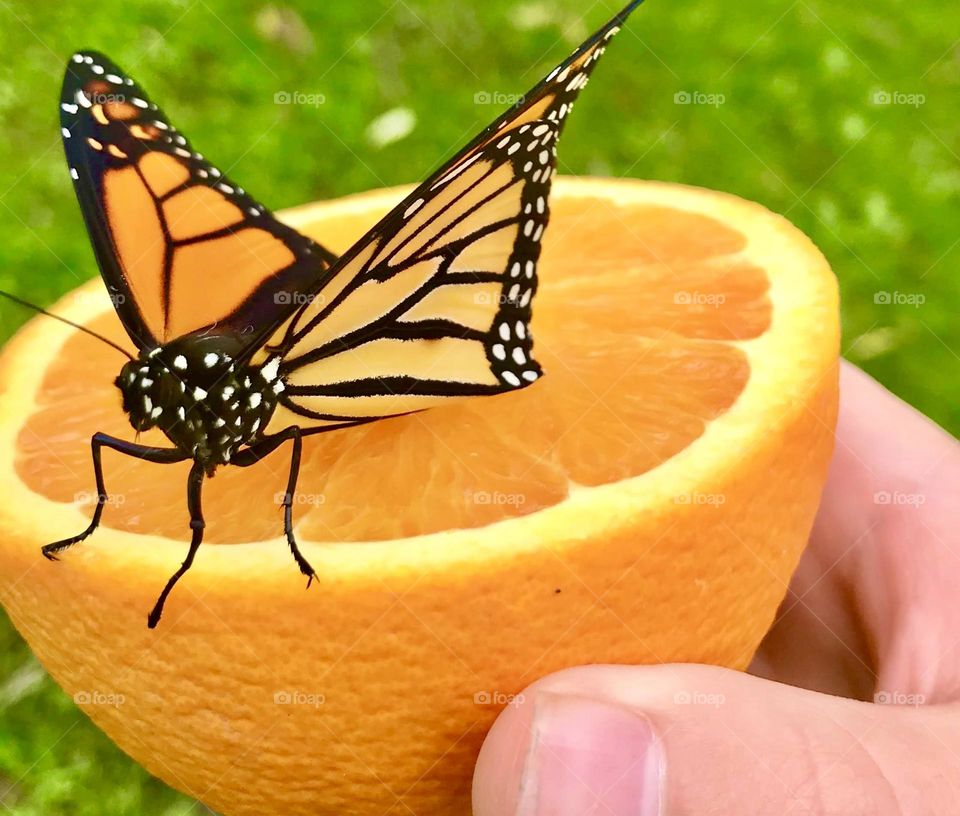 Half an orange with a monarch butterfly on it