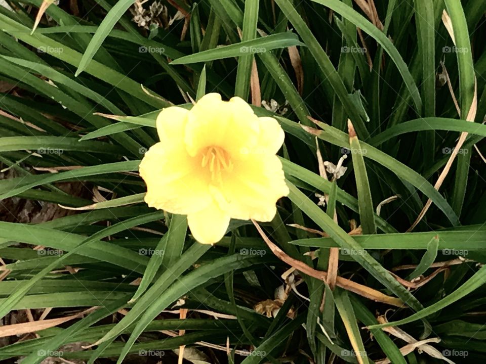 Daffidil