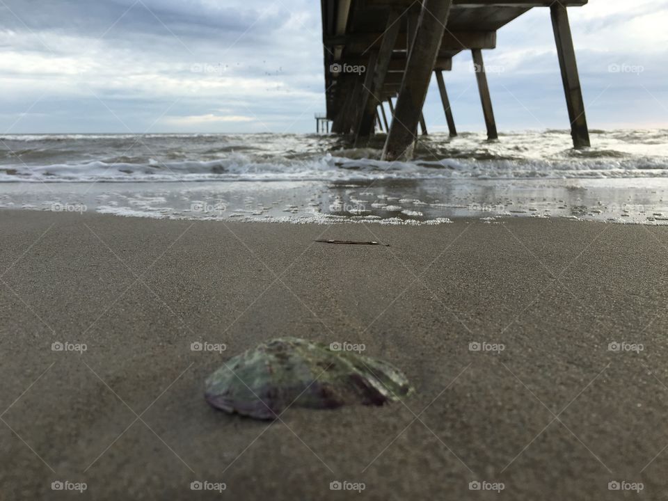 Seashell and view under the Glenelg Jetty near Adelaide south Australia 