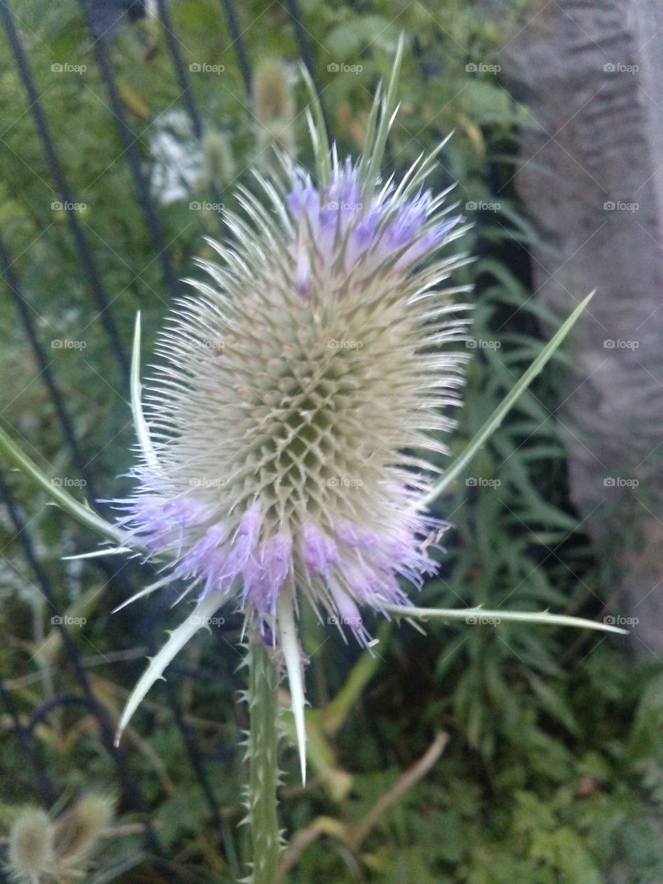 Thistle