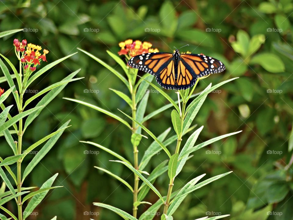 A colorful Monarch Butterfly feeds on a milkweed plant in my Butterfly garden. Natures beauty