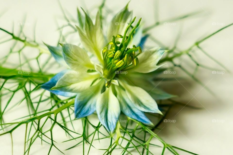 Close up of beautiful flower on the white background. Beautiful white and blue flower (Nigella damascena) known as love-in-a-mist, ragged lady or devil in the bush. 