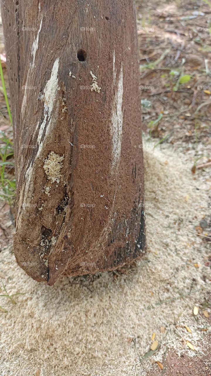 Trunk with an abandoned sleeping place