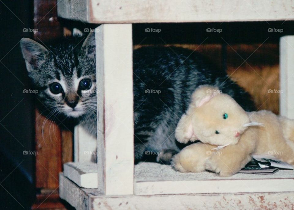 Tabby kitten under table