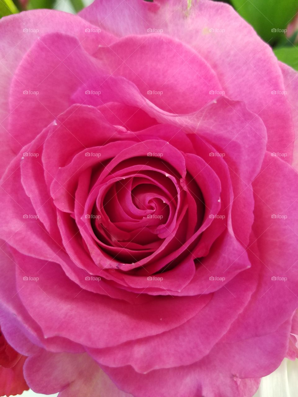 close up of blooming pink rose