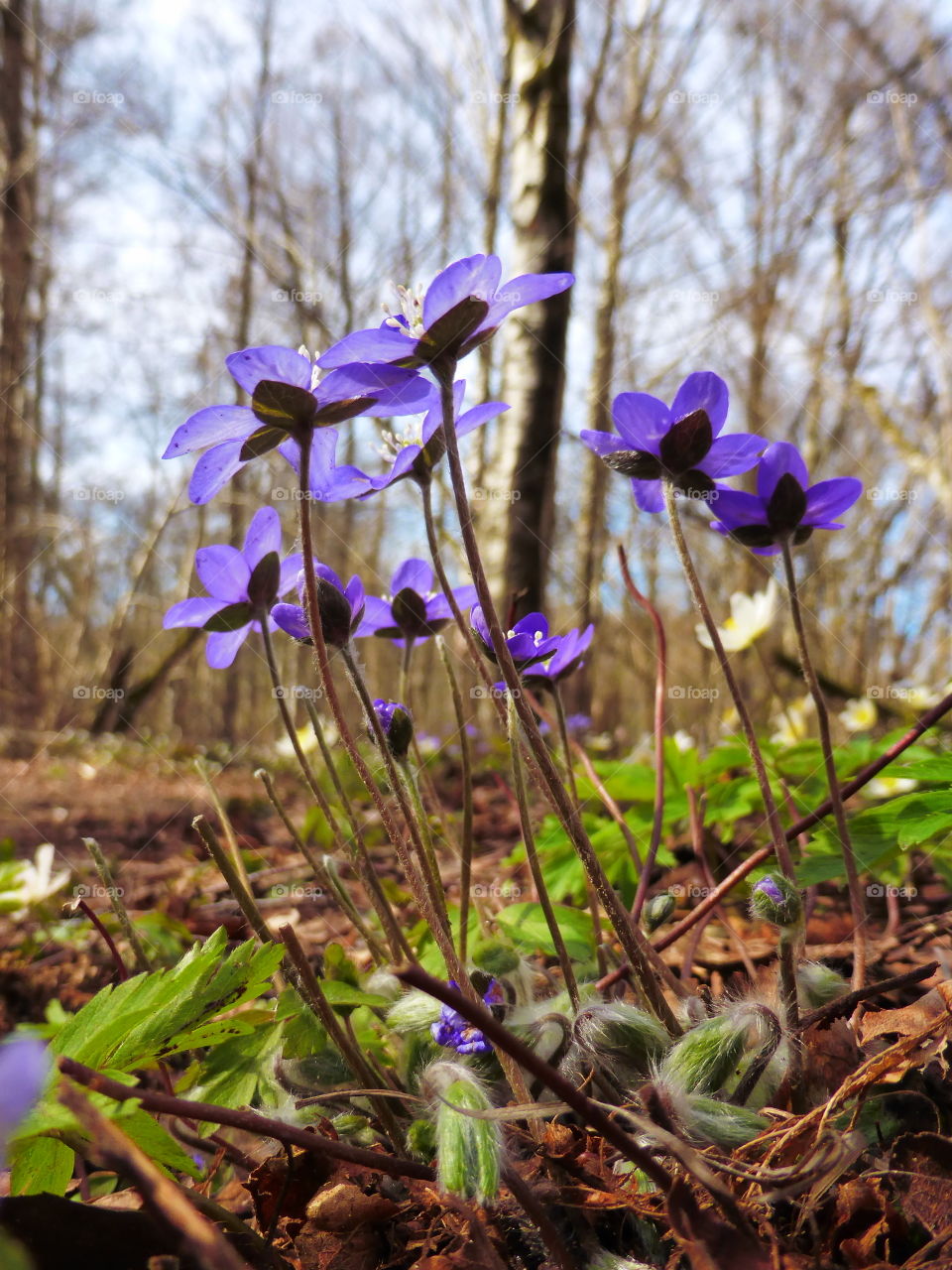 Flowers growing in forest