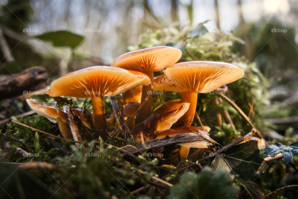 Mushrooms under the spring sun