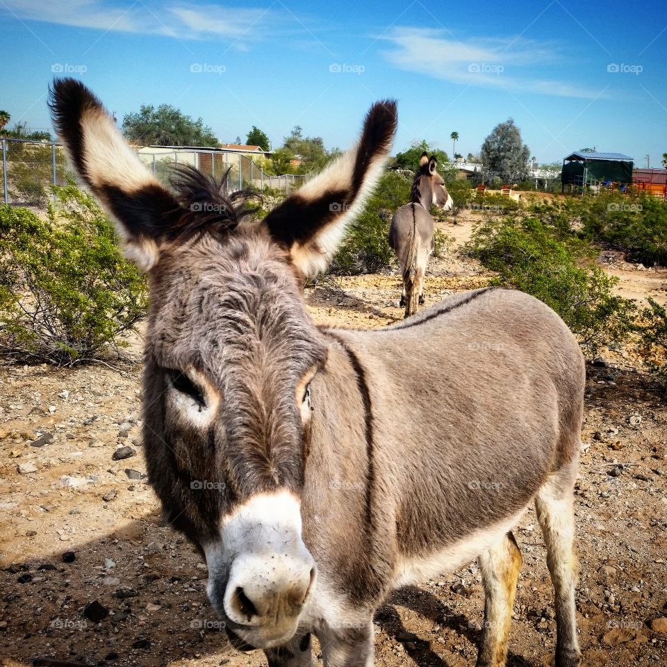 donkeys in the desert