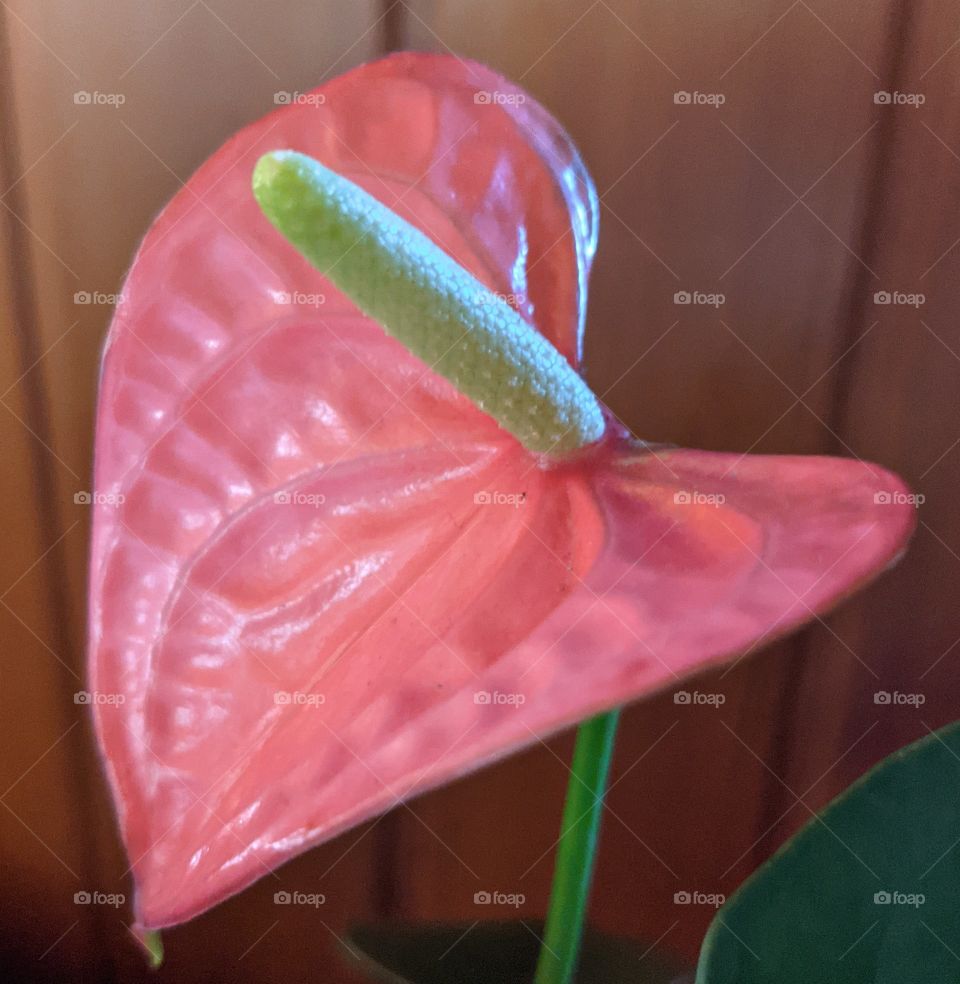 Heart Shaped Flower 💓