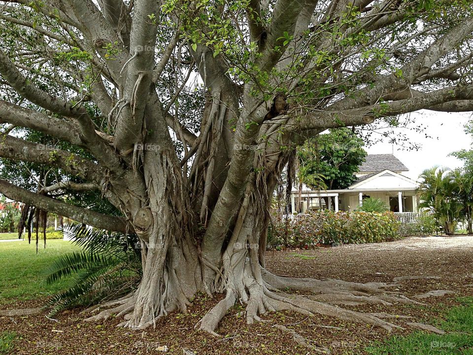 Gigantic unusual tree.