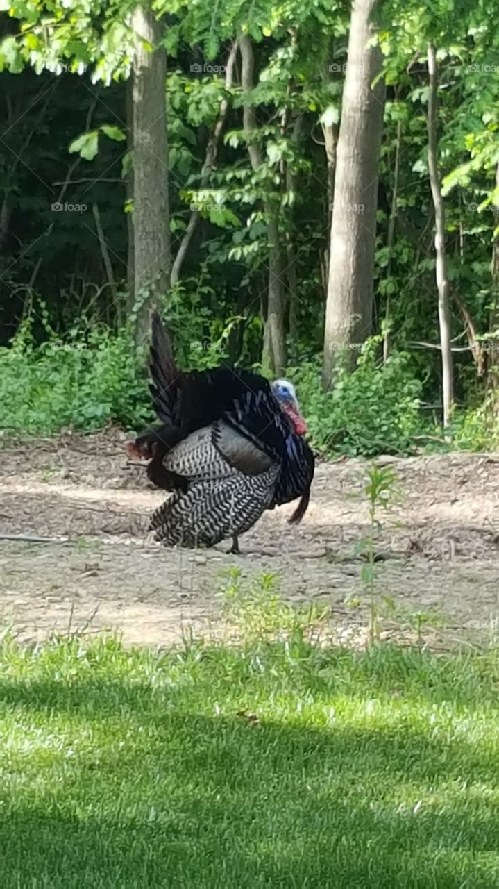 strutting turkey