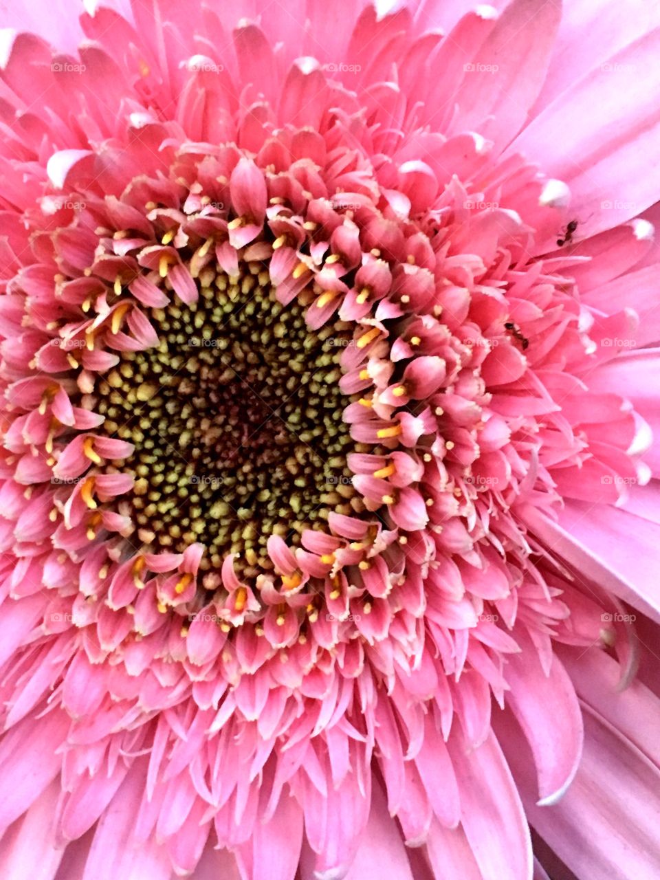 Beautiful pink gerbera daisy 