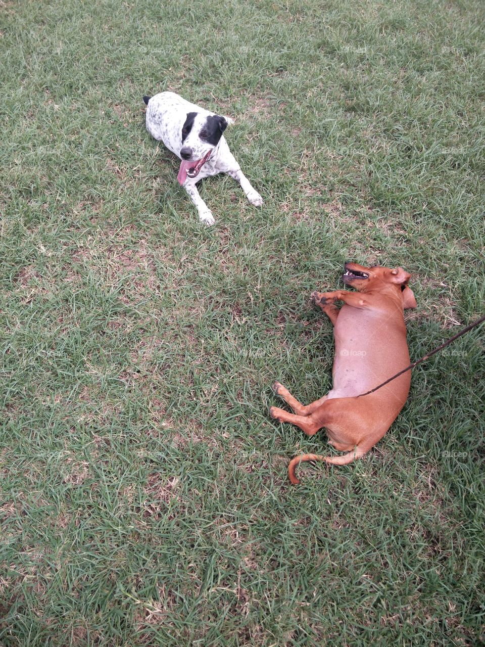 dachshund lying