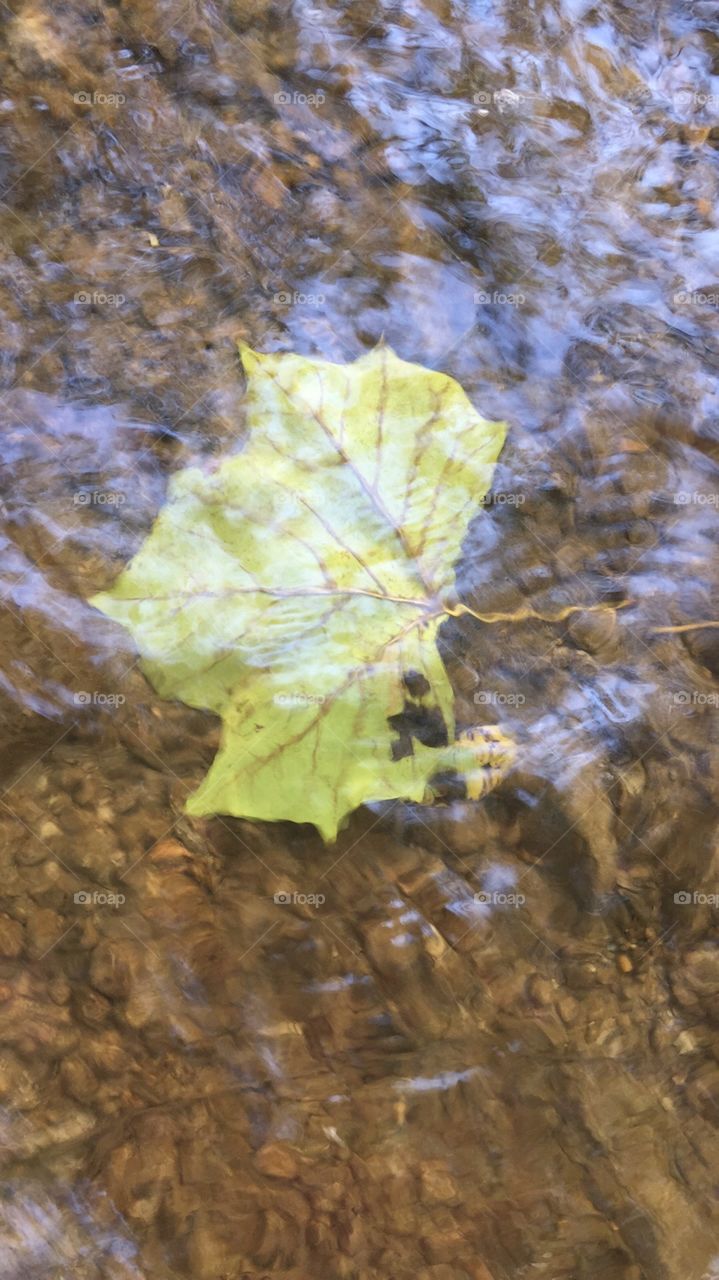 This is a picture of a leaf that is floating in the water of a creek in the autumn.
