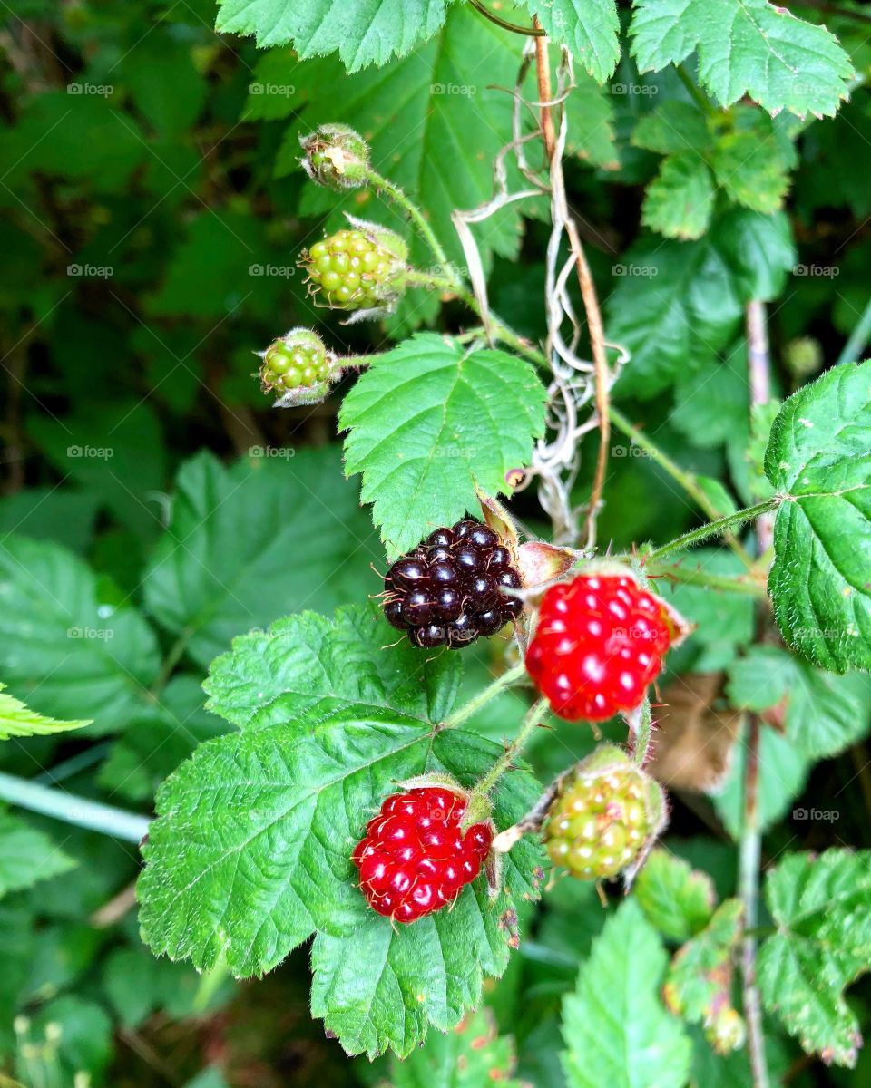 Wild berries in the rainforest