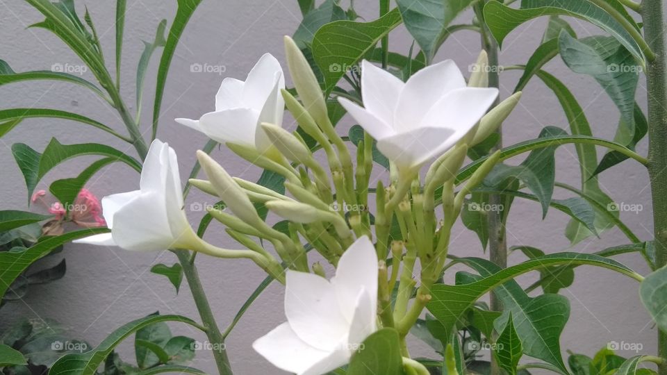 what do you think about white colour flowers.