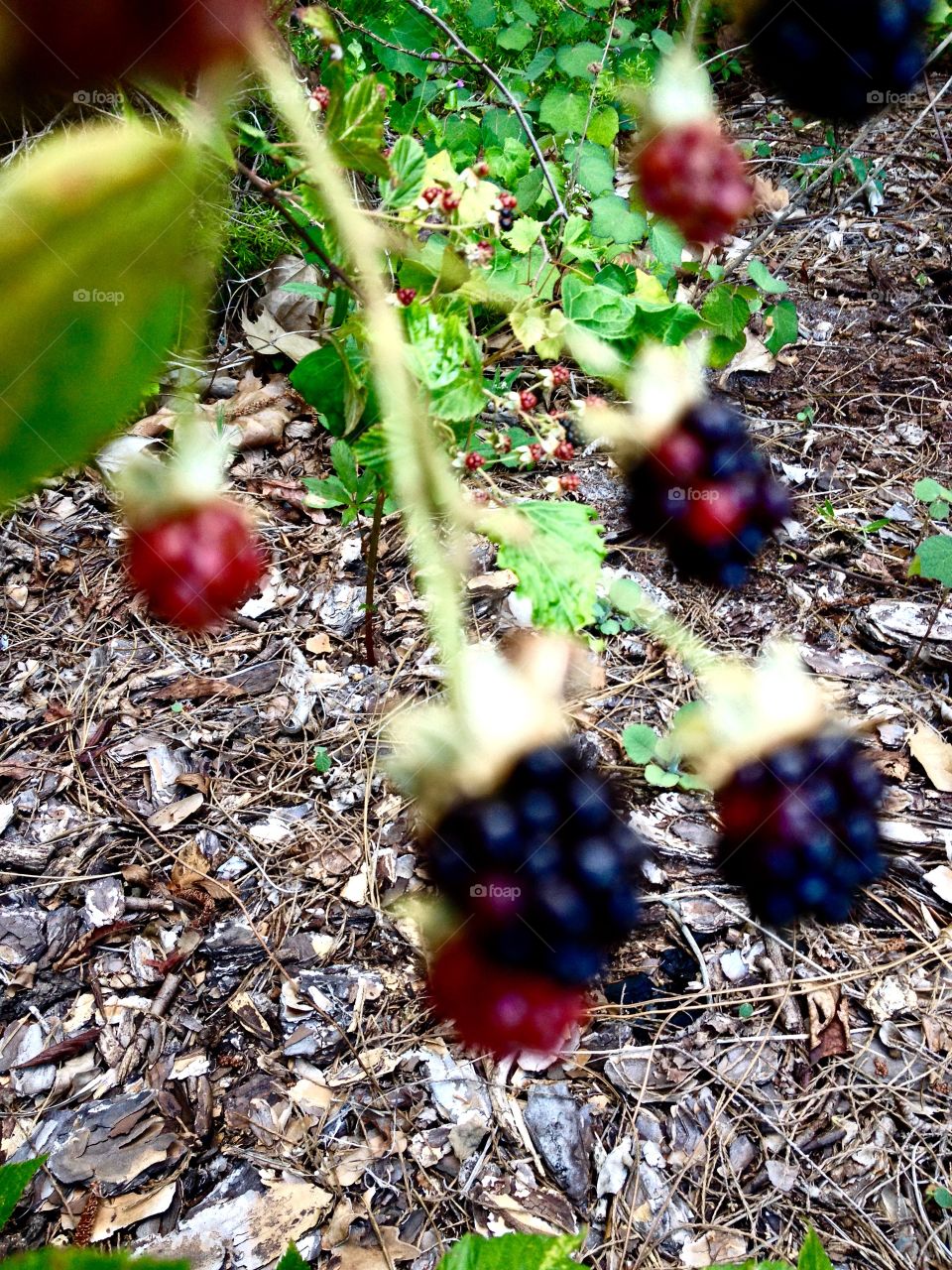 Blackberries out of focus 2