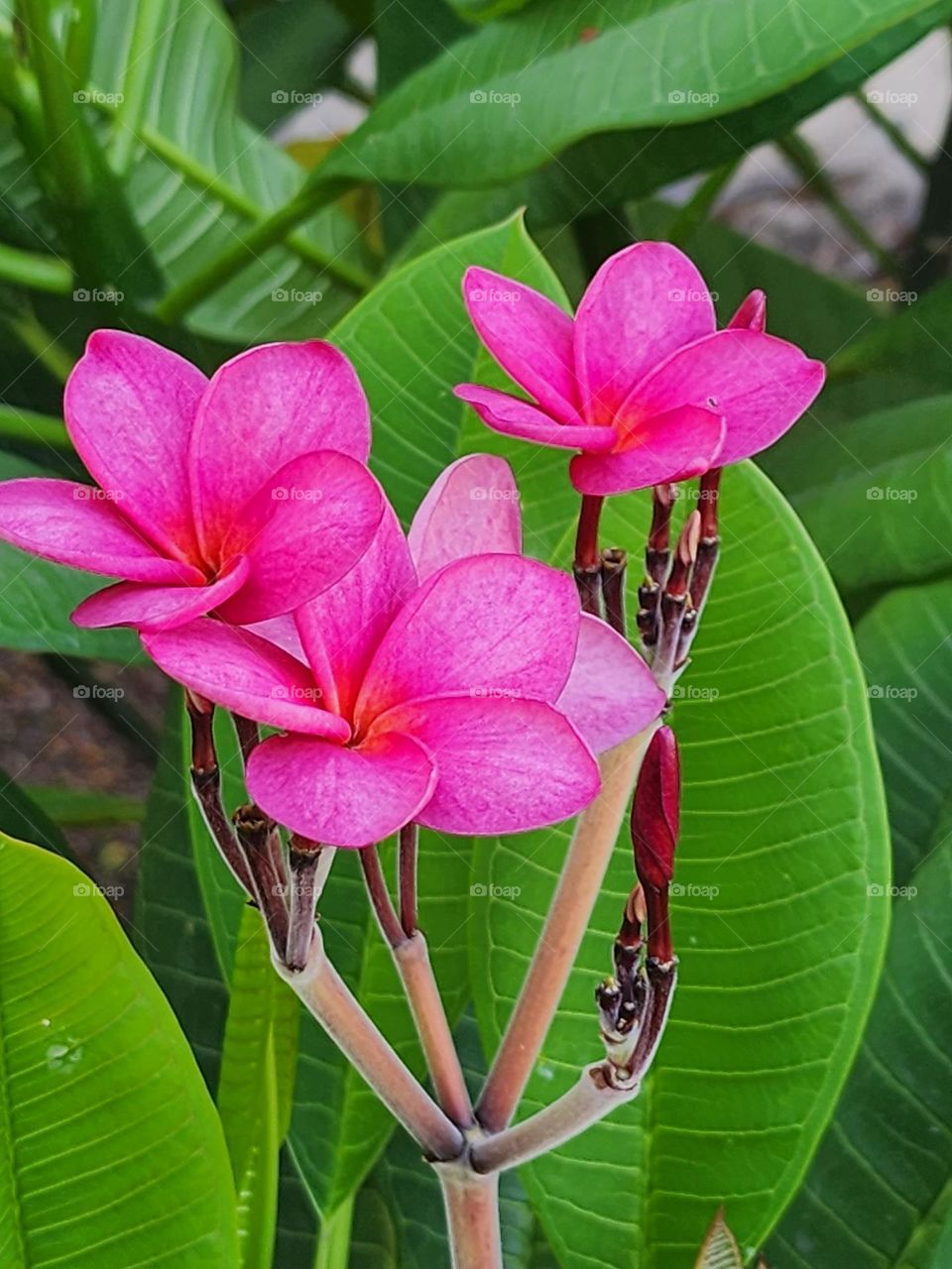frangipani pink
