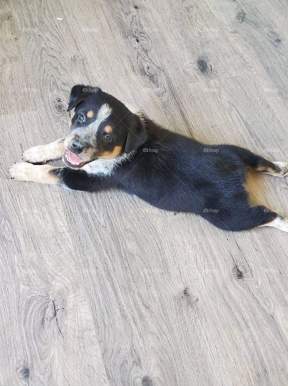 Smiling Laughing Doggie, Looking Up, Texas Heeler Little Puppy