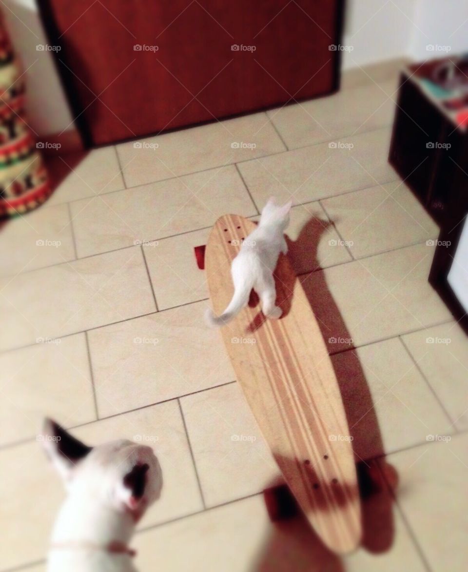 Cat on the skate
