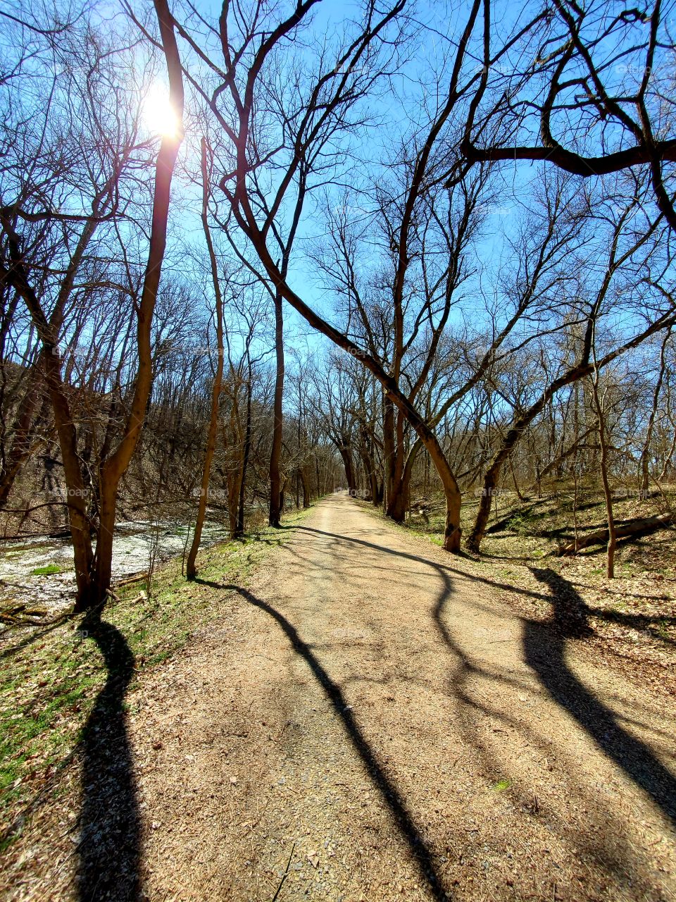 crooked trees and shadows