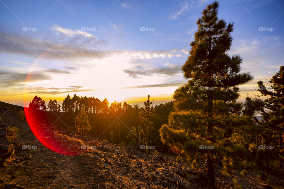 Sunset over the pines trees 