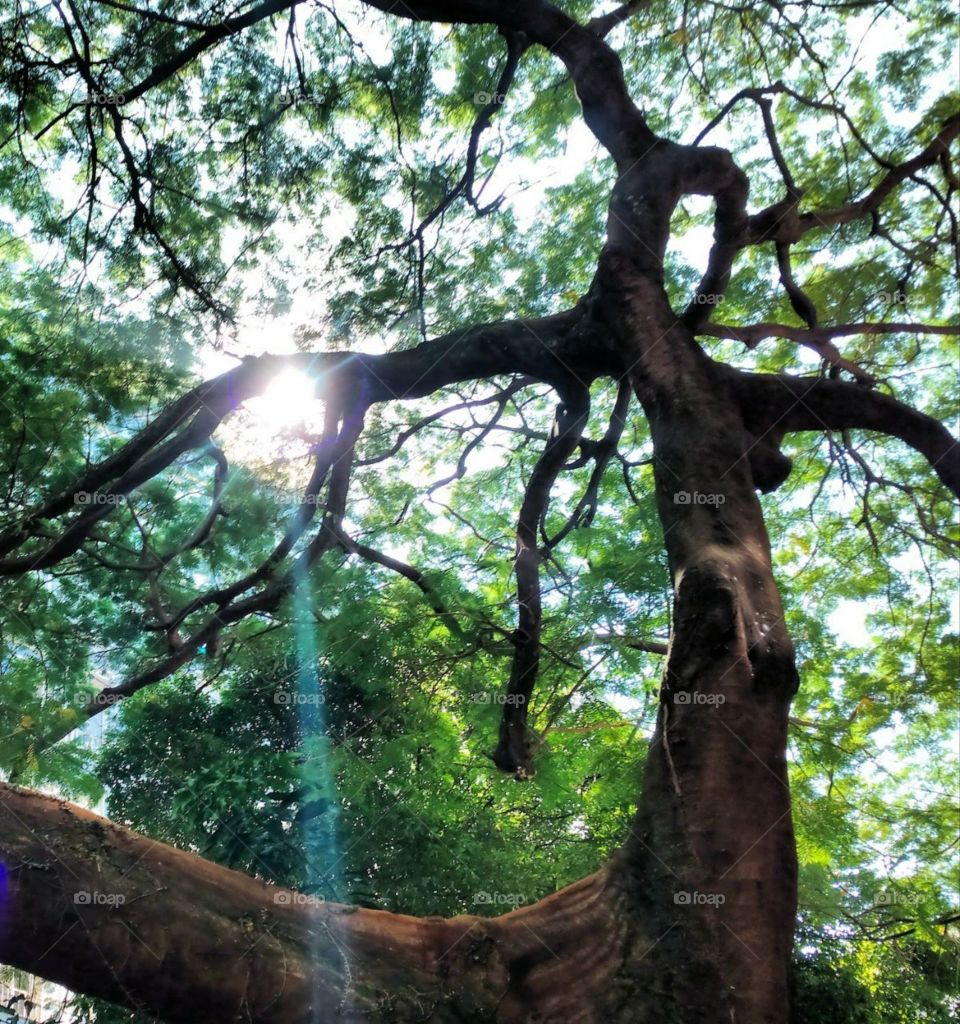 tree and the raylight